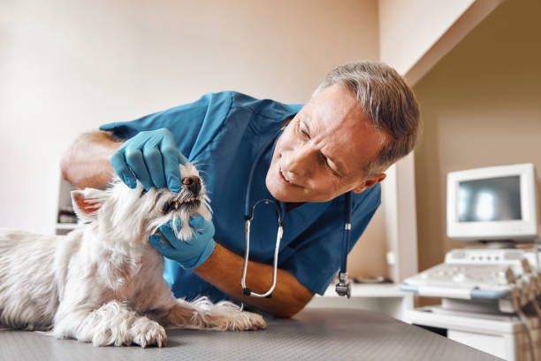 Best Emergency Dentist for Knocked-Out Tooth in Pine Crest, TN